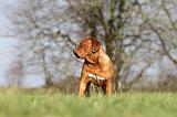 DOGUE DE BORDEAUX 122